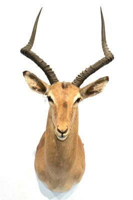 Lot 125 - Common Impala (Aepyceros melampus), circa 2003, taken near Xomaqua, Limpopo, South Africa, shoulder