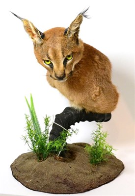 Lot 127 - African Caracal (Caracal caracal), modern, shoulder mount with head turning down and to the...