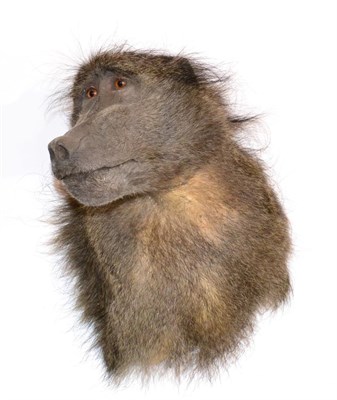 Lot 129 - Baboon (Papio hamadryas ursinus), modern, shoulder mount with head turning sharply to the...