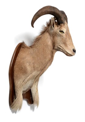 Lot 132 - Barbary Sheep (Ammotragus lervia lervia), circa late 20th century, shoulder mount turning...