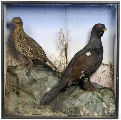 Lot 136 - Capercaille, Hen and Cock Bird (Tretra ourogallus), Extinct Scottish Sub Species, circa 1900,...