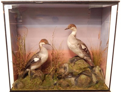 Lot 138 - Smew (Mergus albellus), circa early 20th century, by R Septimus Gardner, Taxidermist and...