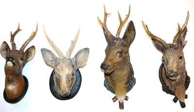 Lot 140 - Three Austrian Painted Plaster Models of Roe Deer, each naturalistically painted as head...