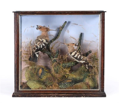 Lot 142 - Hoopoe (Upupa epops), circa 1900, a pair of full mounts, hen and cock bird, both facing each other