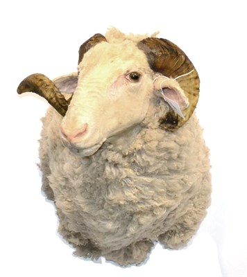 Lot 143 - Domestic Sheep (Ovis aries), modern, shoulder mount with head turning to the right, 49cm from...