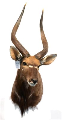 Lot 145 - Nyala (Tragelaphus angasi), modern, shoulder mount with head turning to the left, 73cm from the...