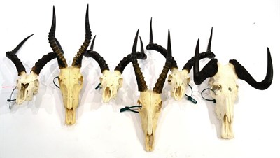 Lot 146 - Common Impala (Aepyceros melampus), three sets of horns on upper skulls; Black Wildebeest...