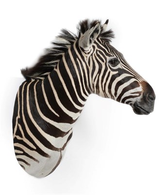 Lot 148 - Plains Zebra (Equus quagga), modern, shoulder mount turning slightly to the left, 77cm from the...