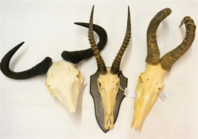 Lot 150 - Red Hartebeest (Alcelaphus caama), horns on part upper skull; Blesbok (Damaliscus pygargus...