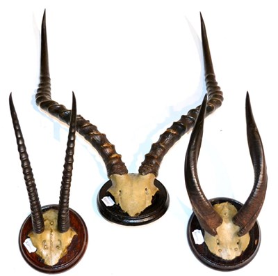 Lot 151 - Cape Bushbuck (Targelaphus sylvaticus), horns on cut frontlet, on circular shield; Eastern...