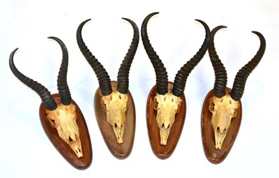 Lot 153 - Springbok (Antidorcas marsupialis), four sets of horns on cut upper skulls, on oak shields (4)