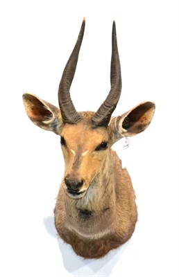 Lot 154 - Bushbuck (Tragelaphus sulvaticus), circa 2003, taken near Xomaqua, Limpopo, South Africa,...