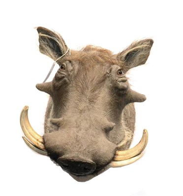 Lot 155 - Desert Warthog (Phacochoerus aethiopicus), circa 2003, taken near Xomaqua, Limpopo, South...