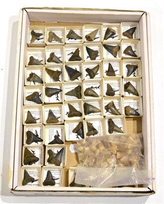 Lot 157 - Isurus Shark Teeth, 20 million years old, approximately forty-six various fossilised shark...