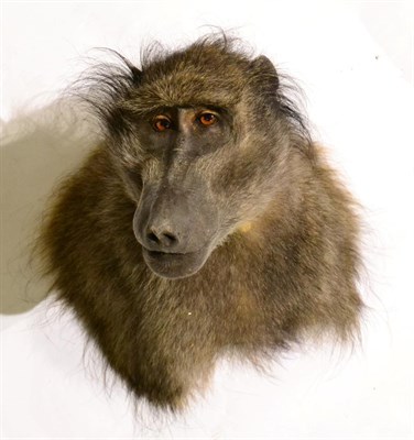 Lot 159 - Baboon (Papio hamadryas ursinus), modern, shoulder mount with head turning to the right, 33.5cm...