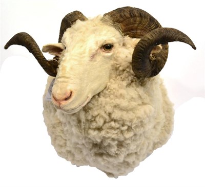 Lot 163 - Domestic Sheep (Ovis aries), modern, shoulder mount with head turning to the right, 50cm from...