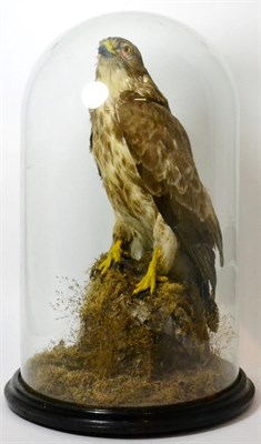 Lot 164 - Common Buzzard (Buteo buteo), late Victorian, full mount stood upon a moss and lichen covered...