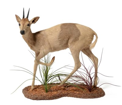 Lot 165 - Red Duiker Hybrid (Cephalophus natalensis), modern, very rare cross breed between a Red Duiker...