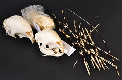 Lot 166 - South African Porcupine (Hystrix africaeaustralis), modern, one full skull and one larger upper...