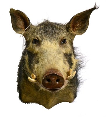 Lot 167 - African Bushpig (Potamochoerus larvatus), modern, shoulder mount looking straight ahead, 60cm...