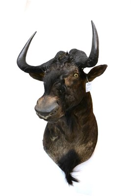 Lot 169 - Black Wildebeest (Connochaetes gnou), modern, shoulder mount, with head turning slightly to the...