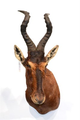 Lot 170 - Red Hartebeest (Alcelaphus caama), modern, shoulder mount with head turning to the left, 70cm...