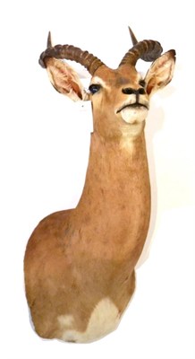 Lot 171 - Common Impala (Aepyceros melampus), modern, shoulder mount looking straight ahead, 46cm from...