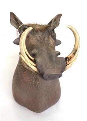 Lot 172 - Warthog (Phacochoerus africanus), shoulder mount, right upper tusk 26cm, right lower tusk 15cm,...