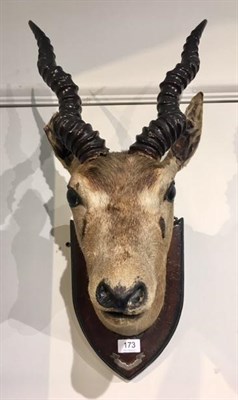 Lot 173 - Blackbuck (Antelope cervicapra cervicapra), head mount looking straight ahead mounted on...