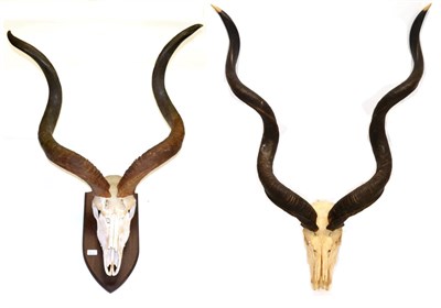 Lot 175 - Greater Kudu (Tragelaphus strepsiceros), horns on cut and upper skulls, two specimens, the longest