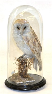 Lot 177 - Barn Owl (Tyto alba), Victorian, full mount, perched upon a cut tree stump with head turned to...