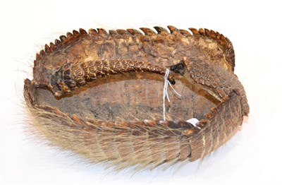 Lot 178 - Andean Hairy Armadillo (Chaetophractus nationi), circa 1920, shell made into a basket with tail...