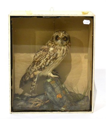 Lot 179 - Short Eared-Owl (Asio flammeus), circa 1920, full mount with head turning to the right, perched...