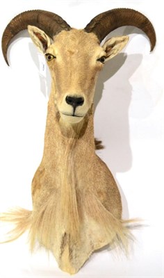 Lot 180 - Barbary Sheep (Ammotragus lervia lervia), circa 2006, shoulder mount with head turning slightly...