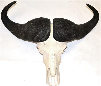 Lot 181 - Cape Buffalo (Synceros caffer caffer), Tanzania, circa 1997, horns on cut upper skull, widest...