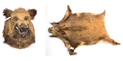 Lot 184 - European Wild Boar (Sus scrofa), circa late 20th century, shoulder mount with jaw agape, 59cm...