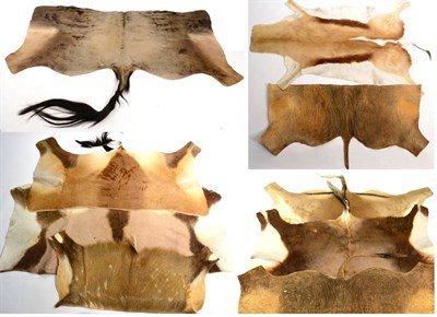 Lot 185 - Nine Various Flat Skins, to include Springbok full skin, Blue Wildebeest flank skin, Hartebeest...