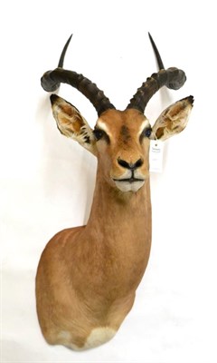 Lot 187 - Common Impala (Aepyceros melampus), modern, shoulder mount with head turning to the right, 47cm...