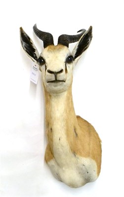 Lot 189 - Springbok (Antidorcas marsupialis), modern, shoulder mount with head turning to the left, 39cm from