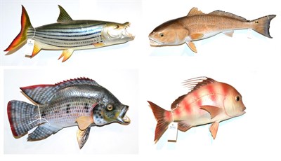 Lot 190 - Four Fibreglass Fish, to include Tiger Fish, 67cm, Cod, 96cm, Wrasse, 35cm, and Red Snapper 46cm