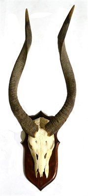 Lot 192 - Nyala (Tragelaphus angasi), horns on part upper skull mounted on a mahogany shield, right horn...