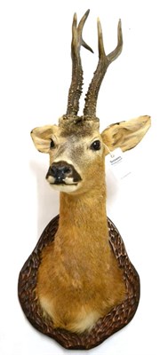 Lot 193 - Roebuck (Capreolus capreolus), shoulder mount, three point antlers, right antler 28cm, left...