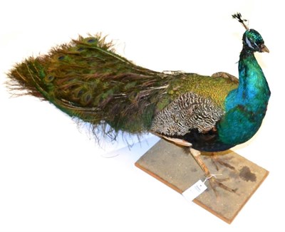 Lot 194 - Peacock (Pavo cristatus), male, full mount standing on naturalistic grit covered base, 131cm...