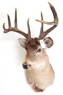 Lot 1 - Black-Tailed Deer (Odocoileus hemionus), circa late 20th century, shoulder mount turning...