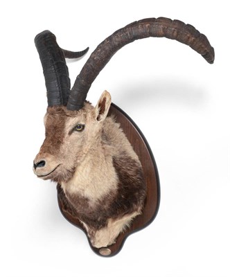 Lot 2 - Southeastern Spanish Ibex (Capra pyrenaica hispanica), circa 2002, shoulder mount turning to...