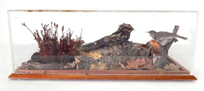 Lot 3 - European Nightjar (Caprimulgus europaeus), full mount sitting low on a fallen tree bark camouflaged