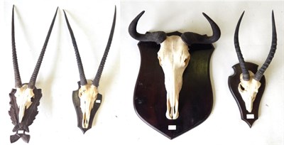 Lot 7 - Gemsbok Oryx (Oryx gazella), two pairs of horns on upper skulls, on carved oak and mahogany...