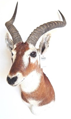 Lot 8 - White-Eared Kob (Kobus kob leucotis), late 20th century, shoulder mount, right horn 55cm, left horn