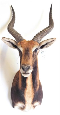 Lot 9 - Black Lechwe (Kobus leche), circa 1970, shoulder mount, right horn 57cm, left horn 57.5cm, 54cm...