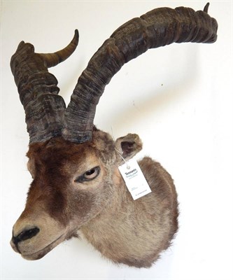 Lot 10 - Spanish Ibex (Capra pyrenaica), circa 1970, head mount, right horn 66.5cm, left horn 66.5cm, tip to